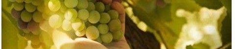 Fruit Picking Jobs for Filipinos in Australia